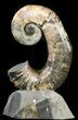 Heteromorph Ammonite (Audouliceras) Fossil - Volga River, Russia #47627-1